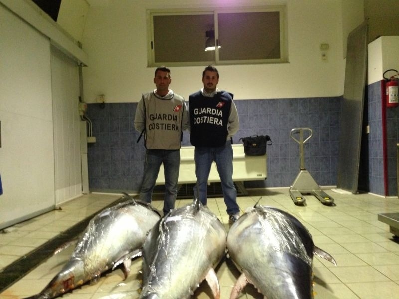 Sequestrati tre esemplari di tonno rosso dal peso, di circa seicento kg